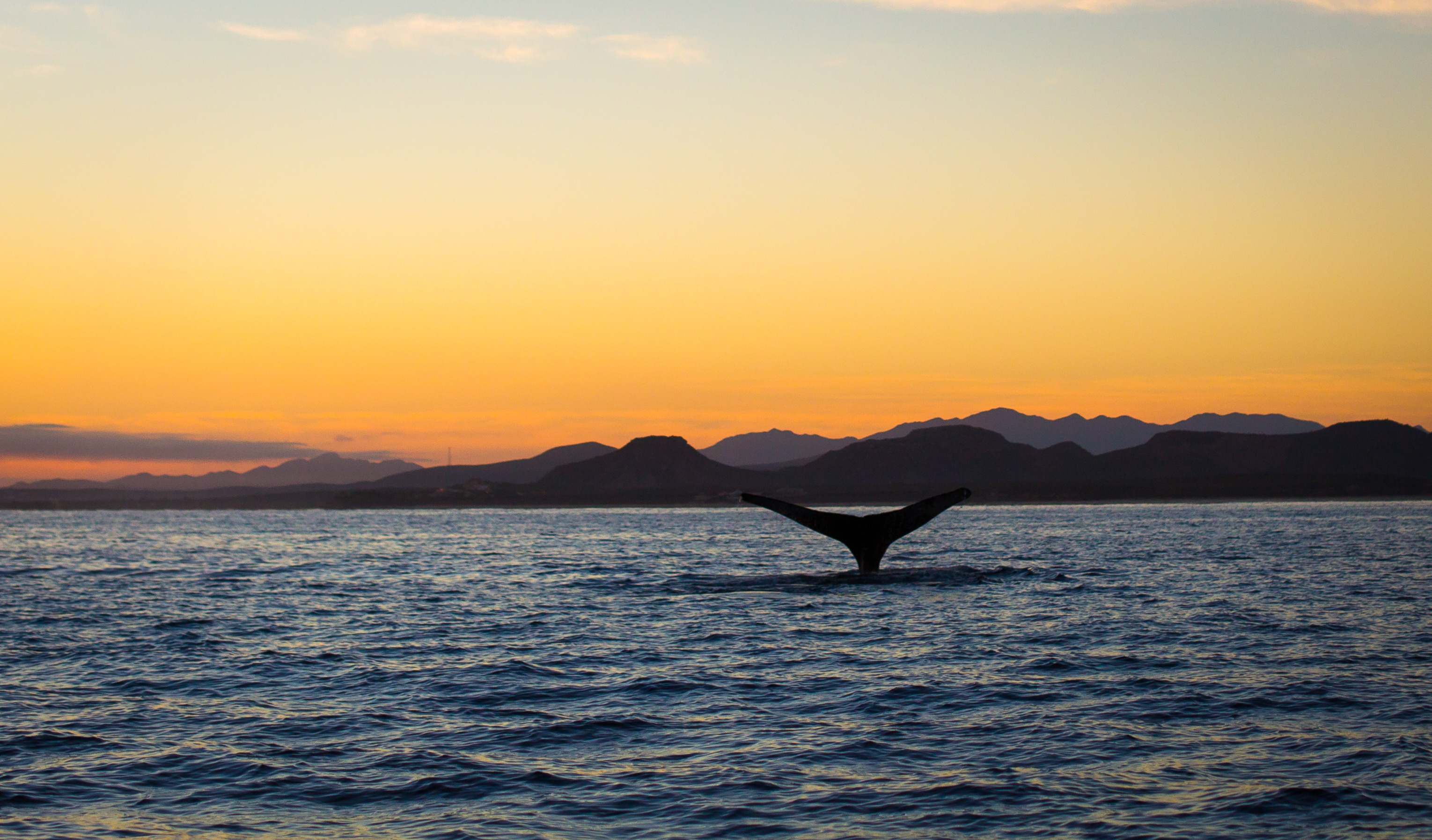 Whale tail against mountains at dawn in Baja's Sea of Cortez, reference photograph