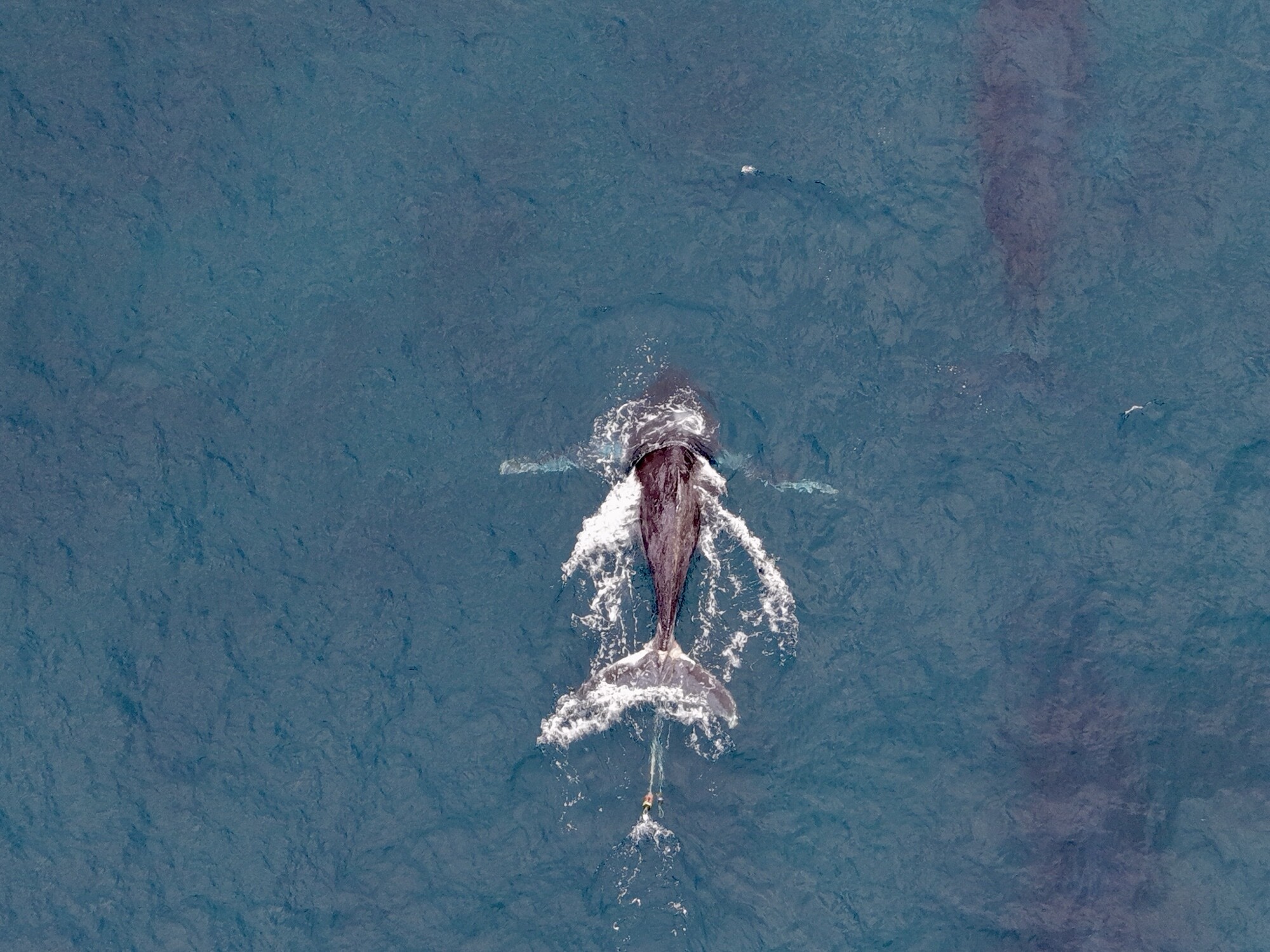 Original overhead photograph of the whale surfacing, with fishing equipment visible behind it