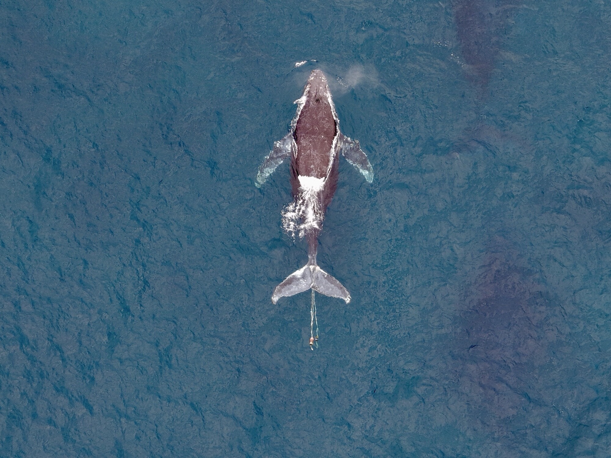 Overhead photograph of a whale near Cabo with fishing equipment trailing behind its tail
