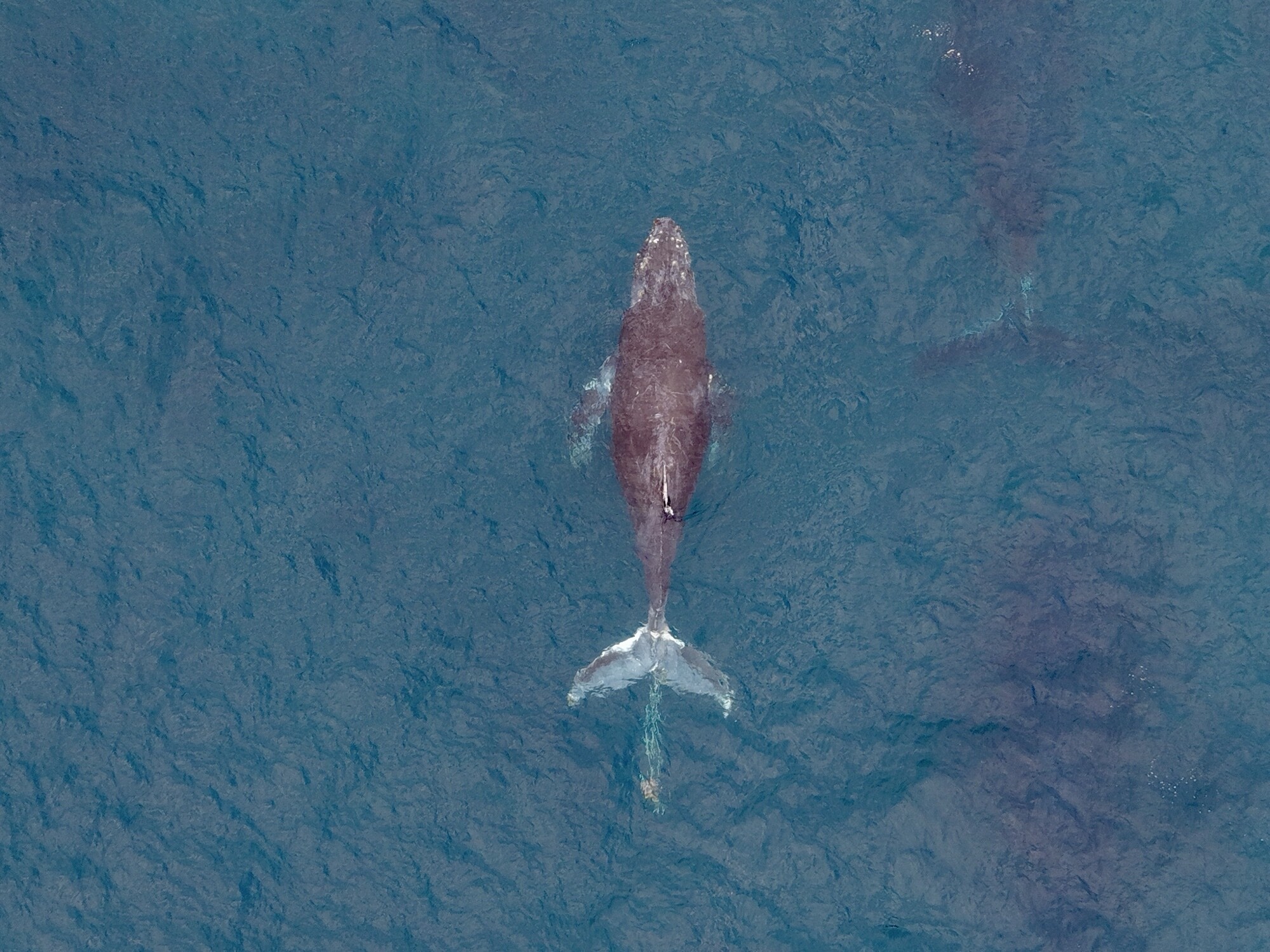 A second original drone photograph of the whale and trailing fishing equipment near Cabo