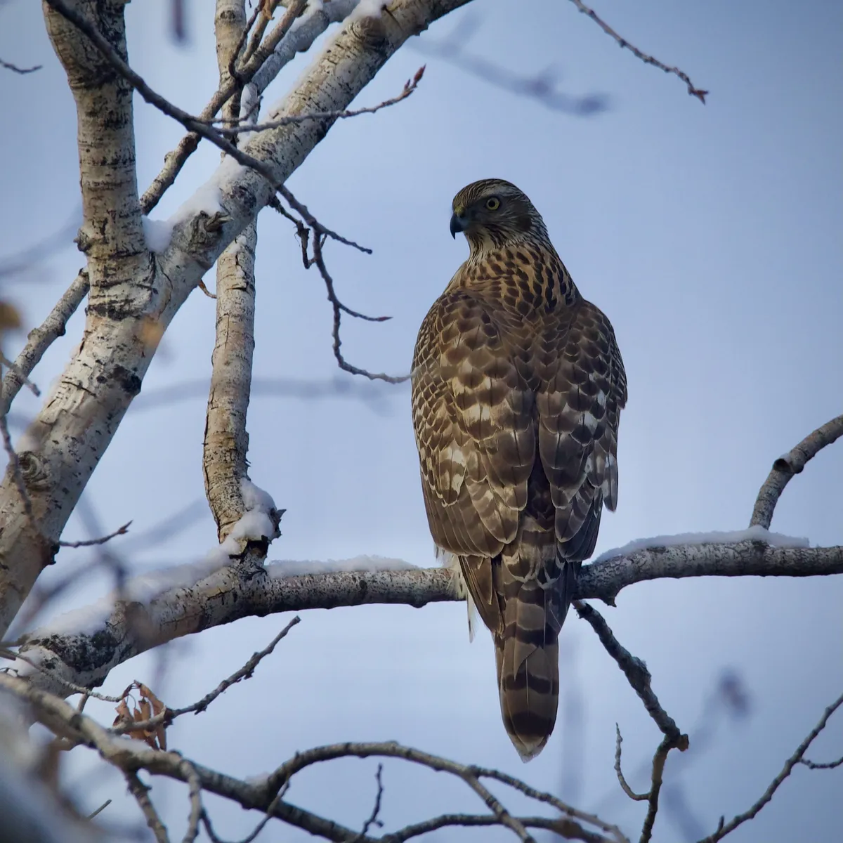 American goshawk perched in a snowy tree in Alberta; not verified as the coastal laingi subspecies