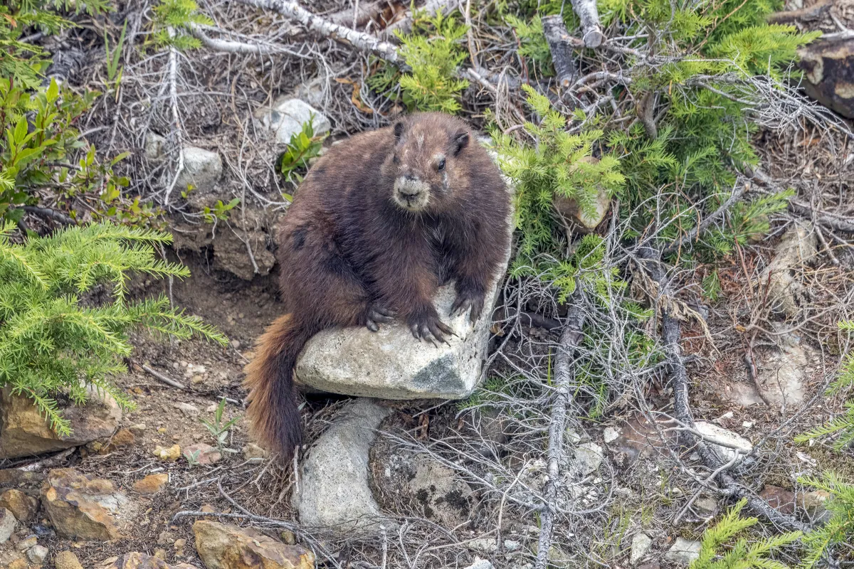 Vancouver Island marmot resting on a rock at Mount Washington