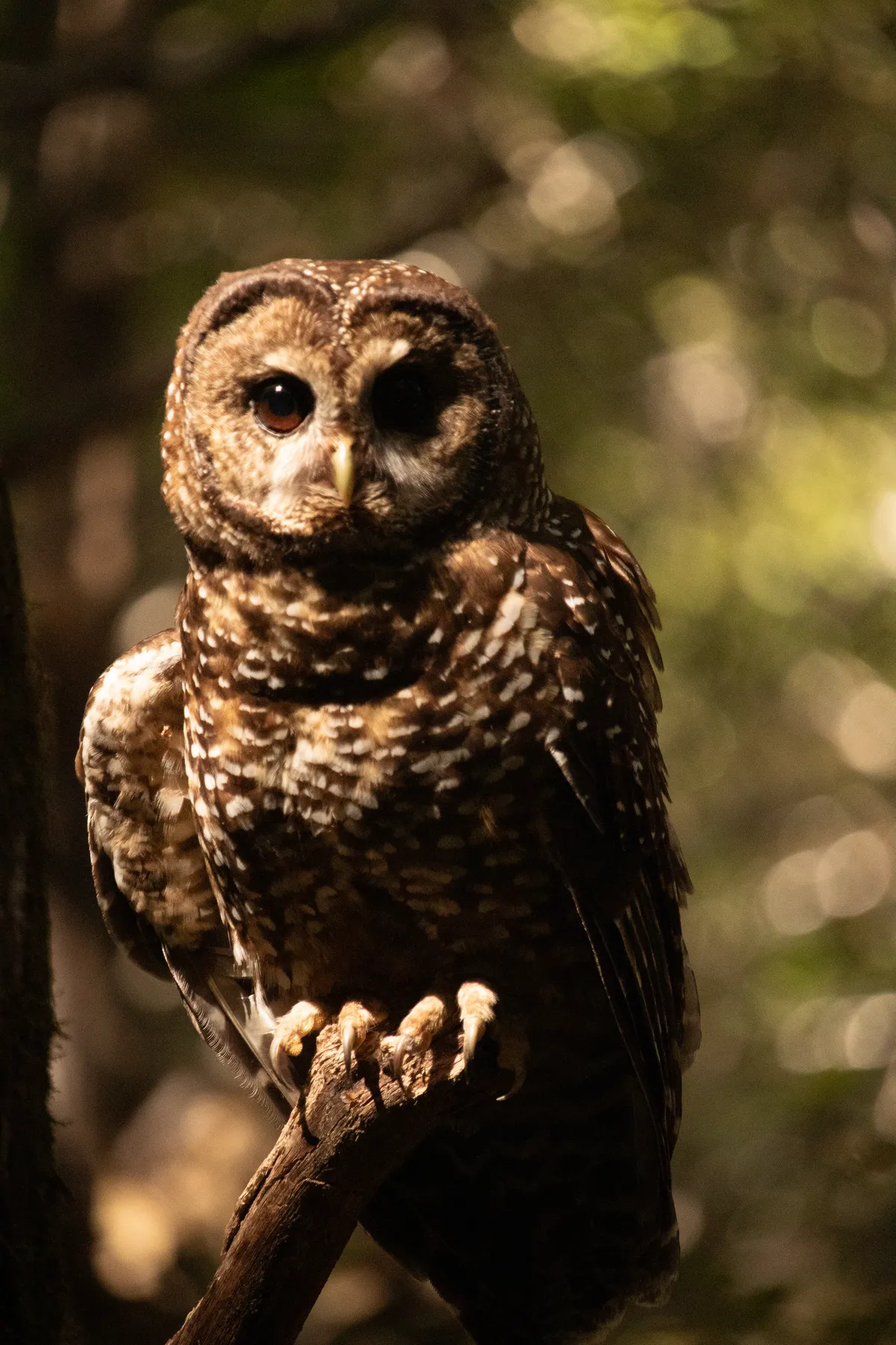 Female northern spotted owl perched in woodland, looking toward the camera; reference photograph