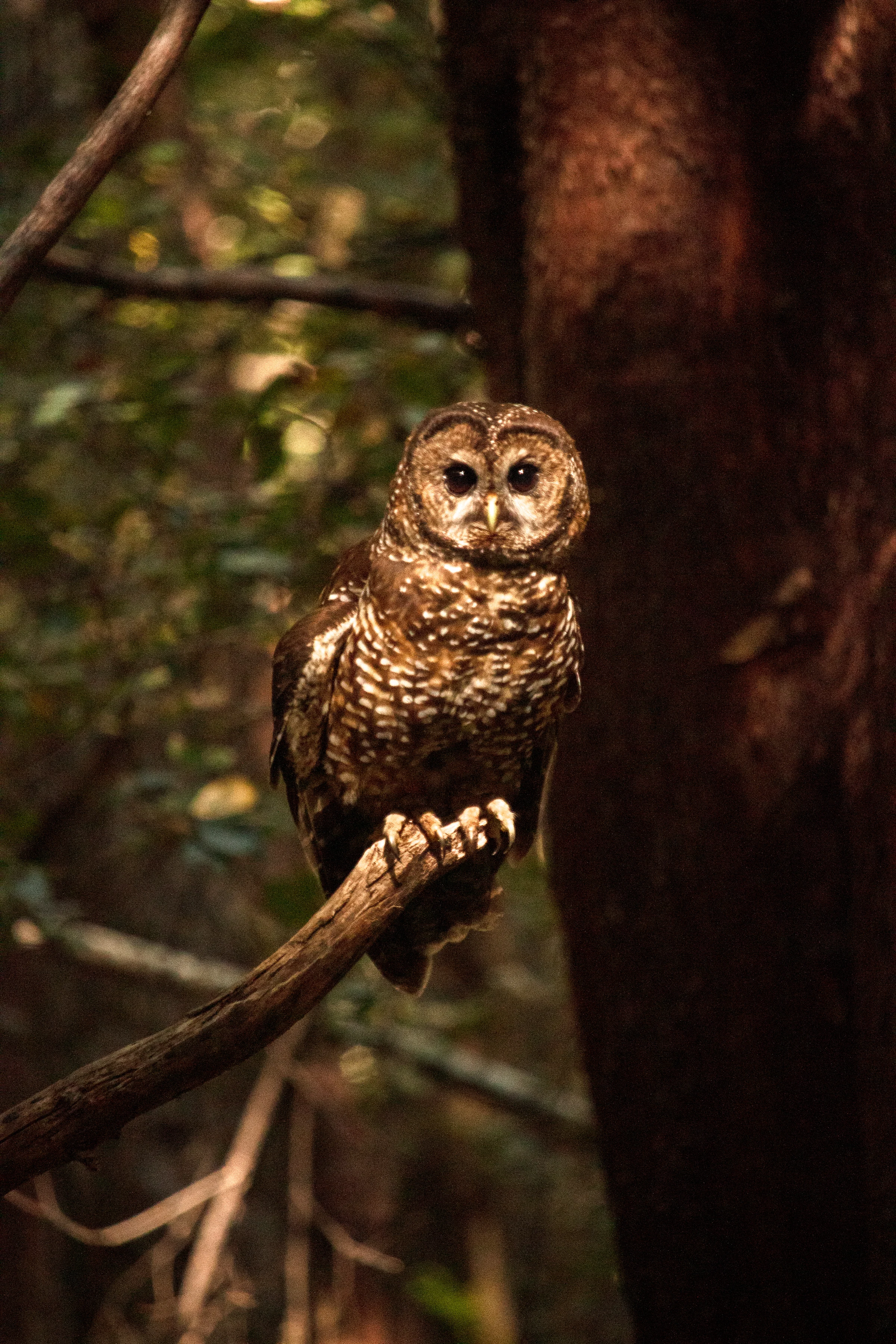 Northern spotted owl perched on a branch in dappled woodland light; reference photograph