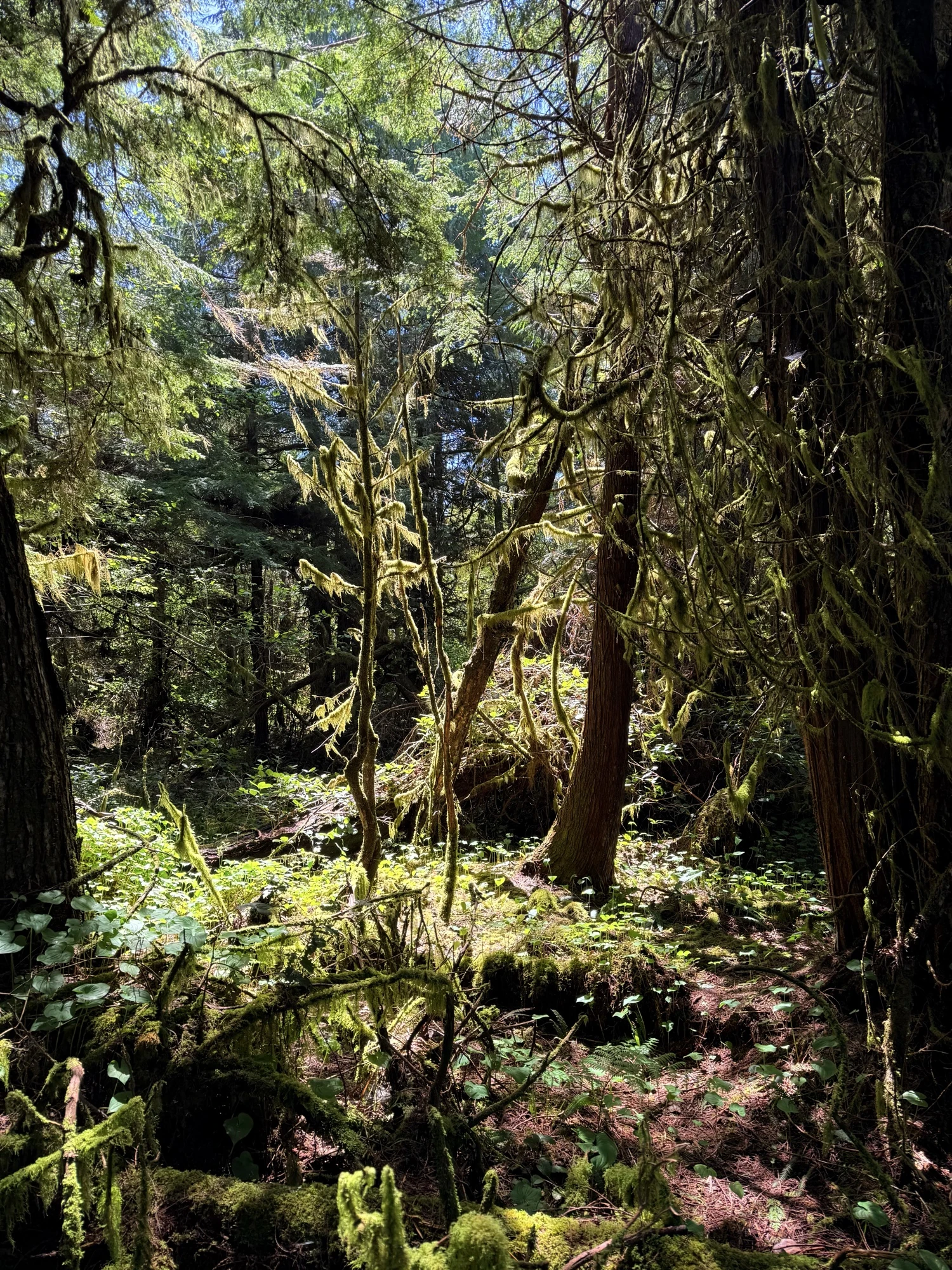 Sunlight filtering through a lush forest of moss-covered trunks, branches and ferns, photographed by our co-founder