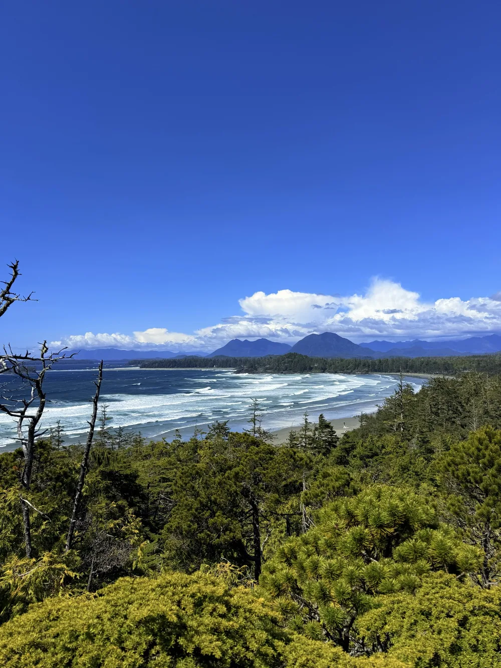 Forest overlooking a broad Tofino beach, ocean waves and distant mountains