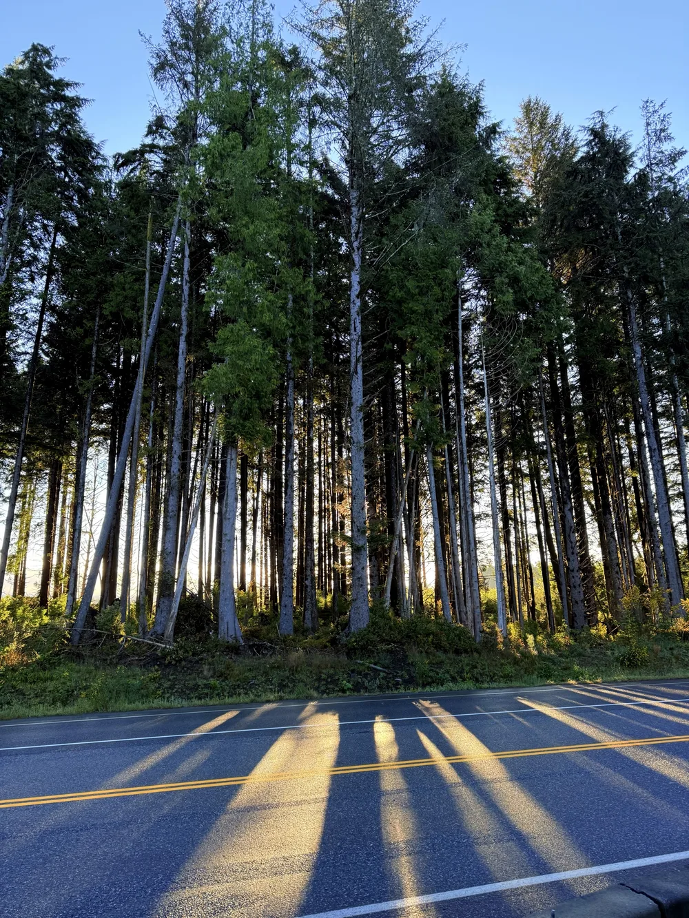 Late sunlight passing through tall trees beside a road in Tofino