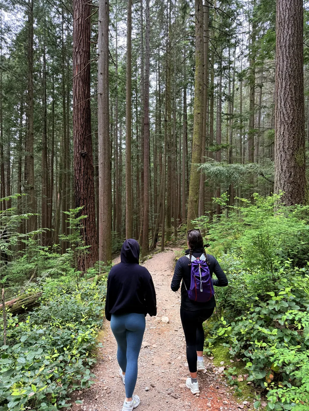 Two walkers following a forest trail among tall trees in Vancouver