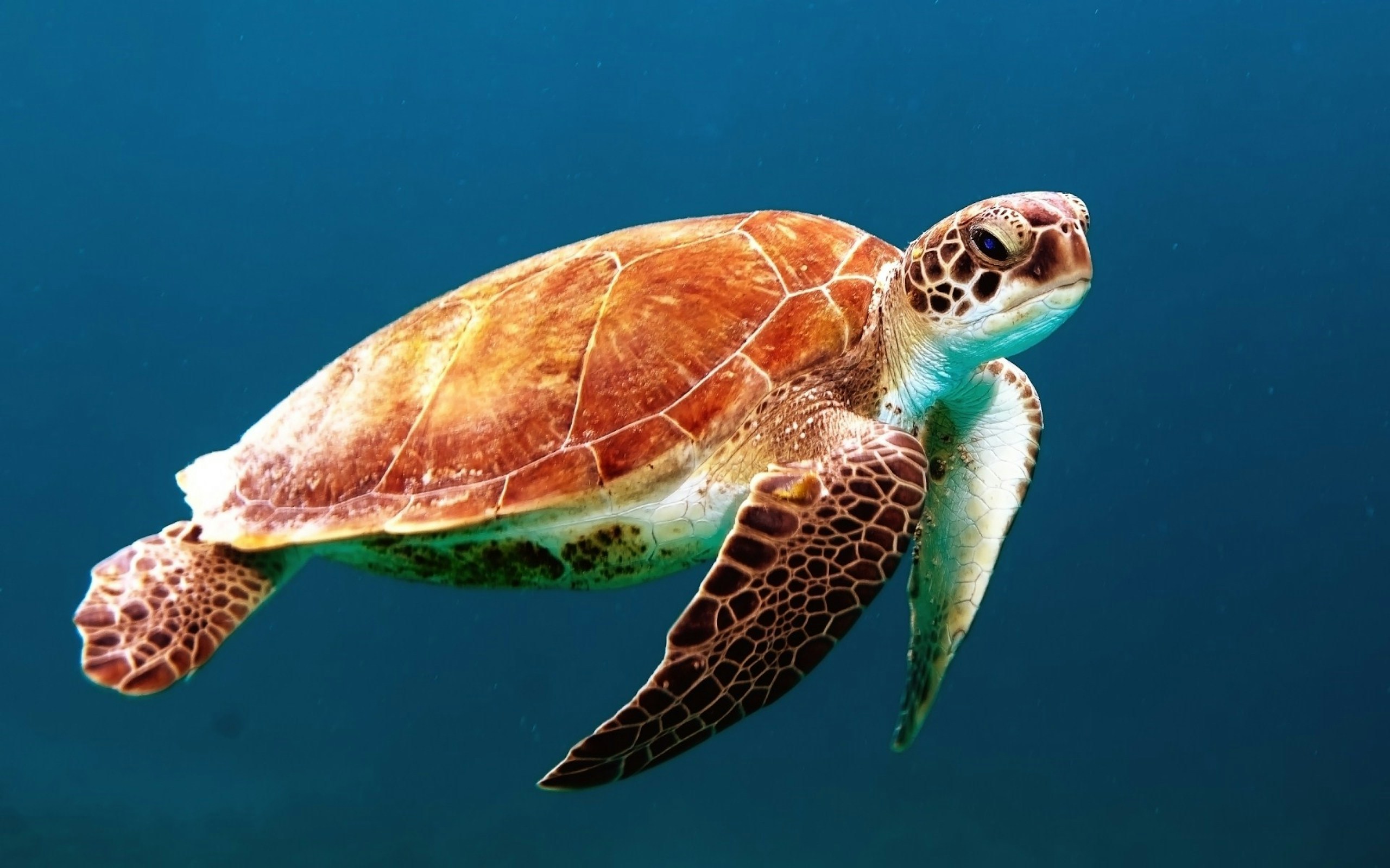 Sea turtle swimming through blue water