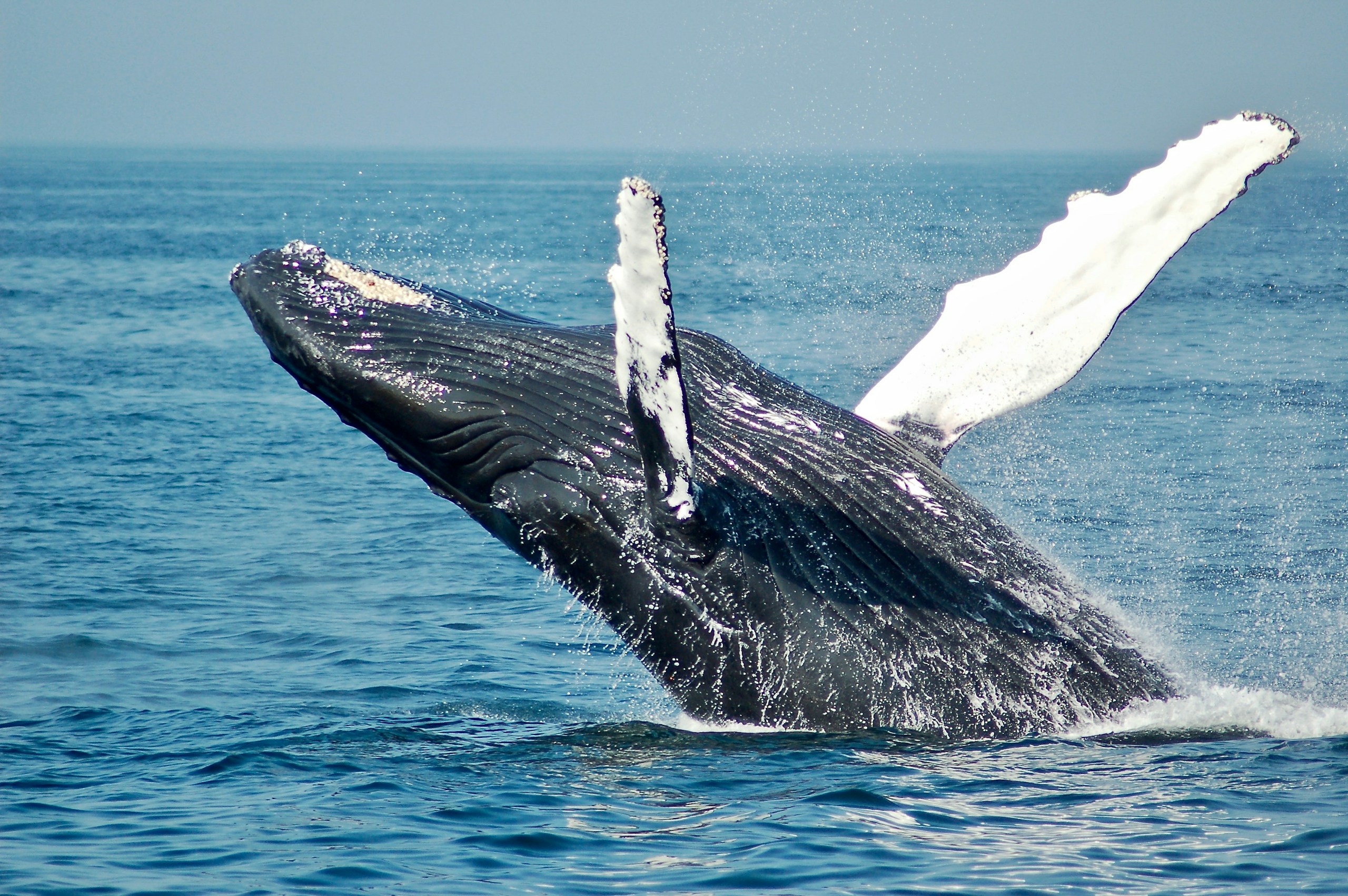 Humpback whale breaching at sea